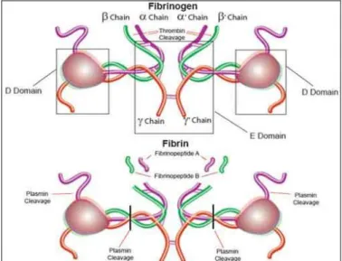 Figura 6. Struttura della molecola del fibrinogeno  