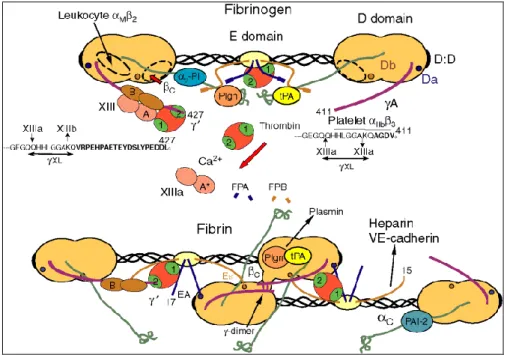 Figura 10. Diagramma schematico della struttura del fibrinogeno, della sua conversione in  fibrina, e della conversione mediata dalla trombina del fattore XIII native a F