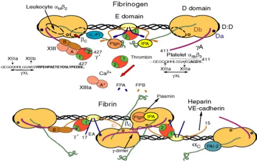 FIG  1.11  Diagramma  schematico  della  struttura  del  fibrinogeno,  della  sua  conversione  in  fibrina,  e  della  conversione  mediata  dalla  trombina  del  fattore  XIII  native  a  f