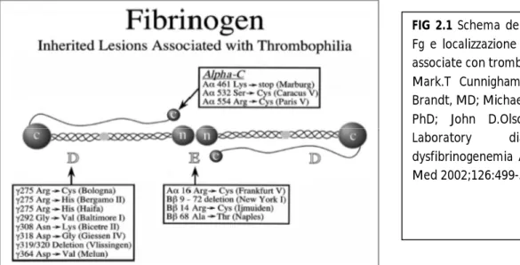 FIG  2.1  Schema  della  molecola  del  Fg  e  localizzazione  delle  mutazioni  associate con trombofilia