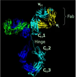 FIG 3.1 Struttura cristallografica di un’immunoglobulina con la classica forma a Y (Da Wikipedia, 2006.) 