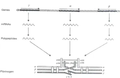 FIG  1.2  Rappresentazione  schematica  della  biosintesi  epatica  del  Fg.  Le  frecce  poste  al  di  sopra  dei  singoli  geni  indicano la direzione di trascrizione