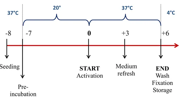 Figure 22. Timeline of the whole six-day experiment inside the bioreactor, considering a pre- pre-incubation of 7 days at 20°C