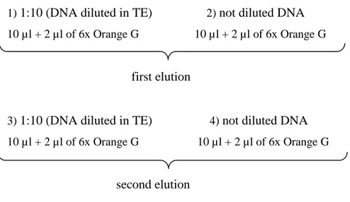 Figure  26.  Agarose  gel  image.  Lane  1  and  2  are  loaded with first elution sample, lane 3 and 4 with  second elution