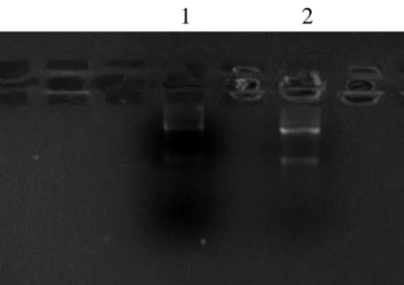 Figure 27. Agarose gel image. The two lanes  are  loaded  with  the  same  sample.  Lane  1  contains a smaller amount of RNA sample
