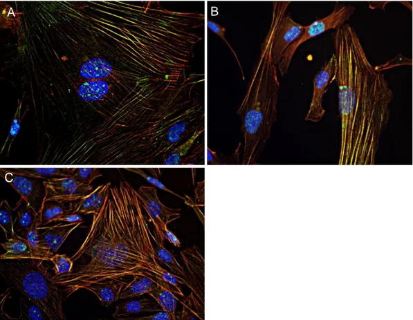 Figure 30. Nikon Ti, 40x objective. Immunostaining showing actin fibres in red (Phalloidin-Atto  550,  SIGMA),  phospho-myosin  light  chain  2  in  green  (Anti-PMLC2,  Cell  Signaling  Technology) and nuclei in blue (DAPI)