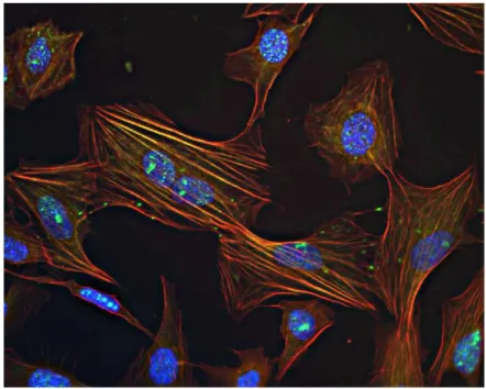 Figure  31.  Nikon  Ti,  40x  objective.  Immunostaining  showing  actin  fibres in red (Phalloidin-Atto 550, SIGMA), phospho-myosin light chain  2 in green (Anti-PMLC2, Cell Signaling Technology) and nuclei in blue  (DAPI)