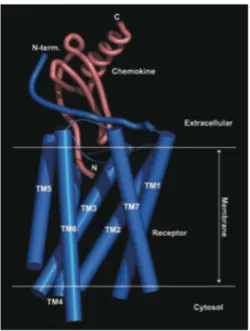 Fig. 4 A model of a hypothetical interaction between a chemokine (pink) and his receptor (blue)  based on the solved structured of chemokine and bovine rhodopsine [11]