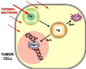 Figure 1.4: The process of thermal neutrons interaction with  10 B inside the tumor cell which  are producing two particles ( 7 Li and  4 He())