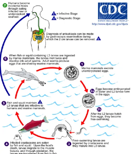 Fig 3: ciclo vitale di Anisakis  M. T Audicana e M. W. Kennedy, 2008 