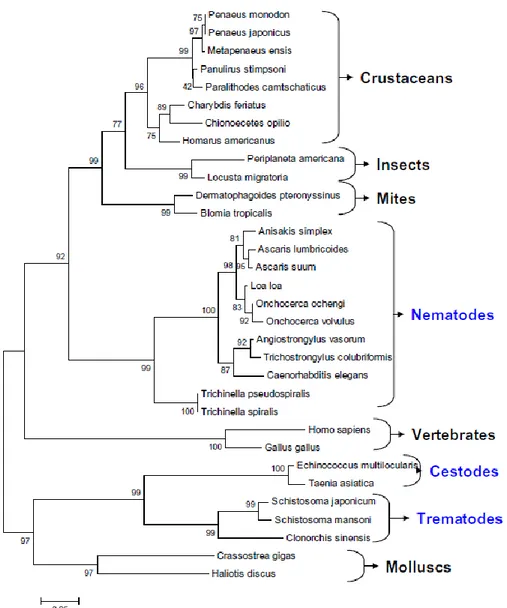 Fig. 9: Similarità nelle sequenze della tropomiosina 