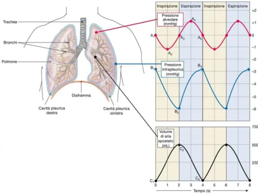 Figura 1.9: Variazioni della pressione alveolare, pressione intrapleurica e volume di aria inspirato durante un ciclo respiratorio a riposo [12].