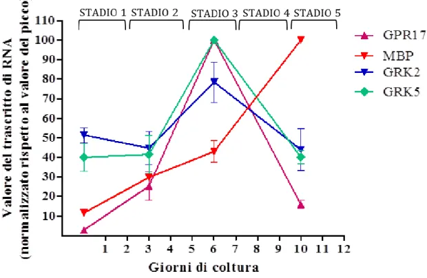 Figura  2A.  Immagine  rappresentativa  di  Western  blot  relativo  all’espressione  della  GRK2  a  diversi  giorni di differenziamento degli  OPC, controllo costituito da α-tubulina