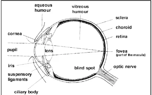 Fig. 2.1. The structure of the eye 
