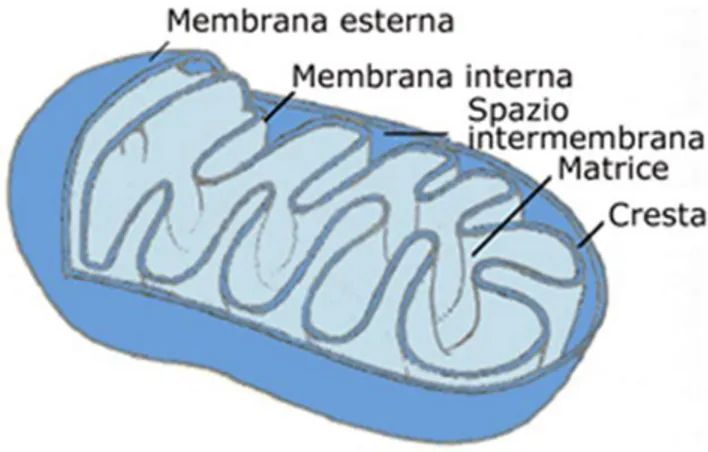 Fig. 1 Rappresentazione schematica della struttura di un             mitocondrio, in cui sono evidenziate la membrana esterna 