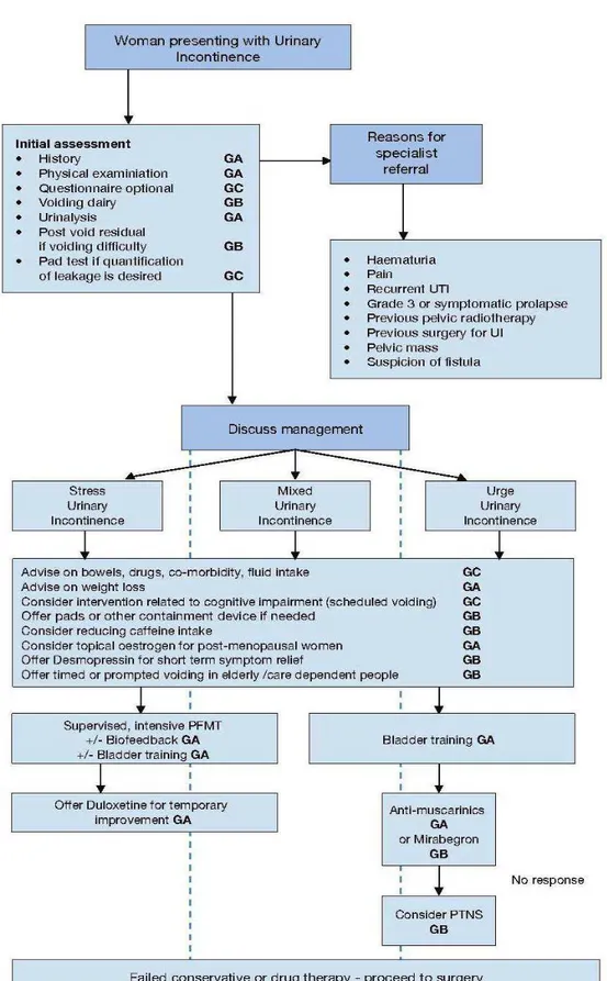 Figura 1: linee guida sull'incontinenza urinaria, European Association of Urology, 2013