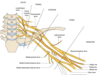 Figura 1. Rappresentazione schematica del plesso brachiale dell’uomo. 