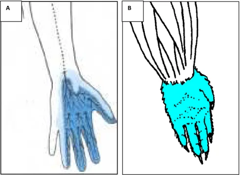 Figura  3.  Il  disegno  mostra  il  territorio  di  innervazione  del  nervo  mediano nell’uomo (A) e nel ratto (B)