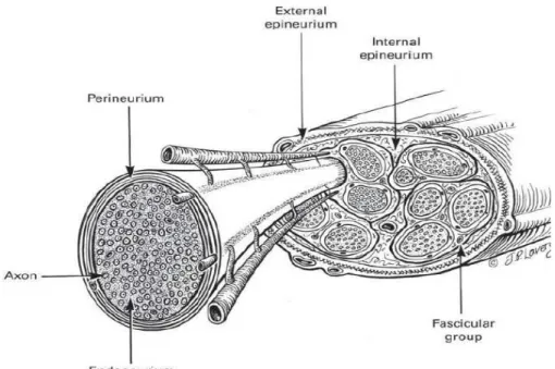 Figura 5. Organizzazione del sistema microvascolare intraneurale. 