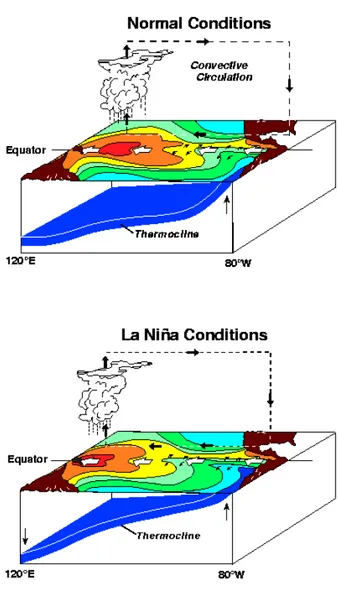 Figura 1.1: Rappresentazione delle diverse fasi del ciclo ENSO. Le immagini sono tratte dal sito dell’ NOAA.