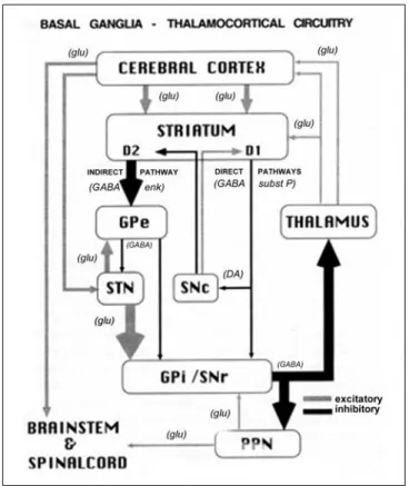 Figura  4.  Rappresentazione  schematica  del  circuito  motorio  dei  gangli  basali  talamocorticali  e  il  relativo cambiamento nell’attività neuronale nel morbo di Parkinson