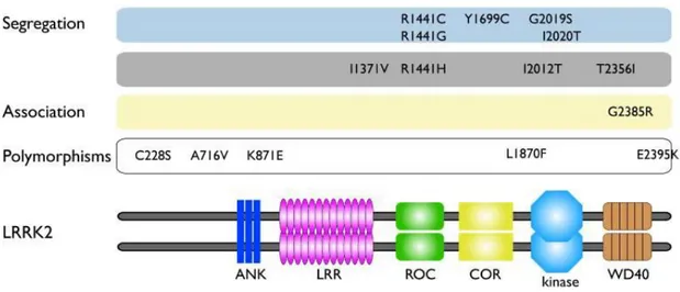 Figura 1.1 Dominii e mutazioni della LRRK2 [16].