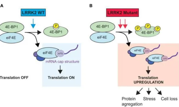 Figura  1.2  Modello  ipotetico  del  regolamento  di  LRRK2  nella  traduzione  delle  proteine