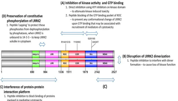 Figura  1.3  Rappresentazione  schematica  delle  potenziali  strategie  terapeutiche  per  la  malattia  del  Parkinson  associata  alla  LRRK2