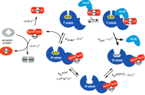 Figure	
   2.5	
   Proposed	
   mechanistic	
   scheme	
   for	
   chaperone-­catalyzed	
   Fe-­S	
   cluster	
   transfer	
   from	
   IscU 2 [2Fe2S]	
  to	
  apoacceptor	
  proteins[70].	
  