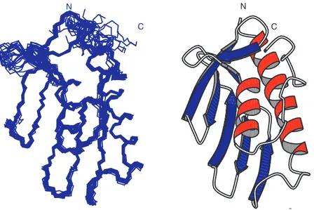 Figure	
   4.1	
  Tertiary	
   structure	
   of	
   S_Fra.	
   (residues	
   95–205	
   of	
   the	
   human	
   frataxin	
   sequence).	
   Stereo	
   pair	
  of	
  a	
  backbone	
  bundle	
  of	
  the	
  15	
  best	
  calculated	
  structures	
  (left).	