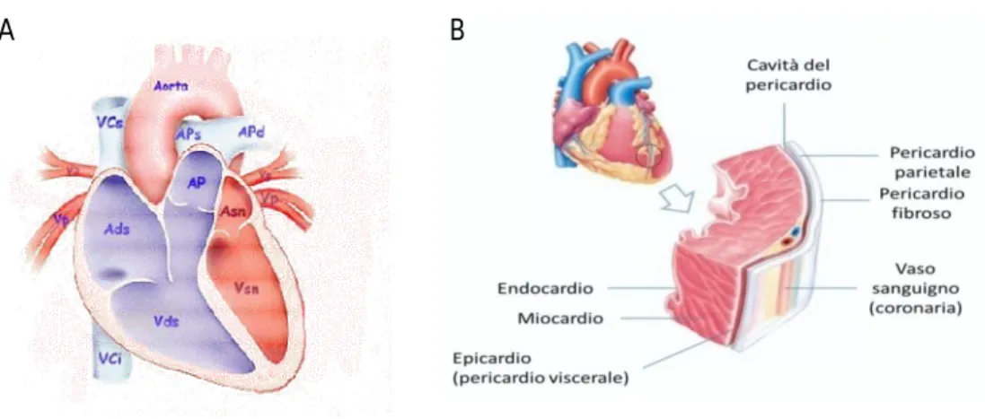Figura 2: A Il cuore. Relazione tra atri, ventricoli e vasi principali. Ads,atrio destro; Vds,ventricolo destro;AP, arteria  polmonare;  APs-APd;  arterie  polmonari  sinistra  destra;Vp,  vena  polmonare;  Asn,  atrio  sinistro,  Vsn,  ventricolo  sinistr