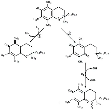 Fig. 2 Reazione della Vitamina E con le specie radicaliche. 