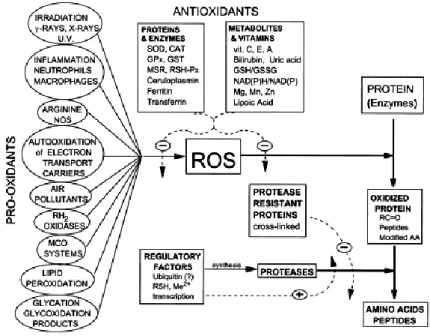 Fig. 7 Regolazione dei processi ossidativi mediati da agenti pro-ossidanti, antiossidanti e attività proteolitiche