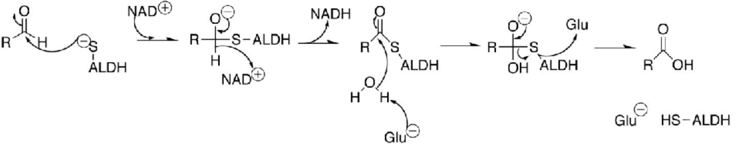 Fig. 18. Meccanismo d’azione dell’ALDH  