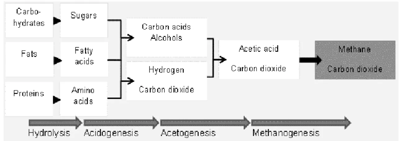 Figura 7. Componenti principali delle materie prime e loro processi di conversione durante la  digestione anaerobica (idrolisi-acidogenesi-acetogenesi-metanogenesi) 