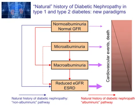 Figura  14  -  Due  diversi  percorsi,  uno  albuminurico  e  l’altro  normoalbuminurico  decrivono  la  progressione  della  patologia  renale nel paziente diabetico 