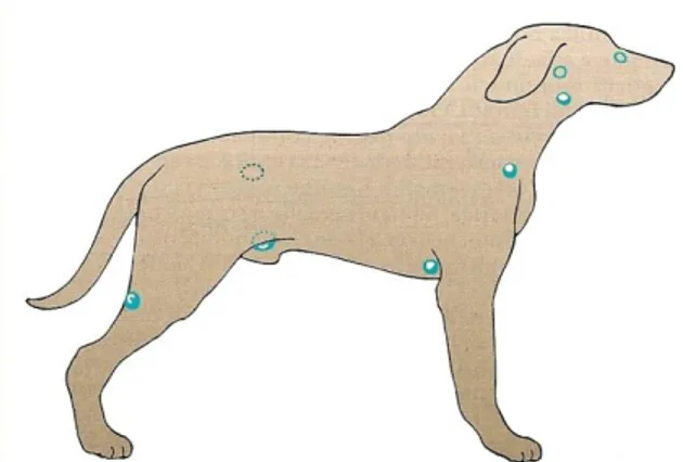 FIGURA  4  -  Distribuzione  anatomica  dei  linfonodi clinicamente rilevanti nel cane
