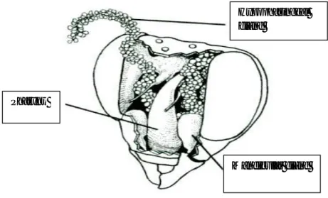 Fig. 2.14 Bee Head. The red line represents the line of the incision. 