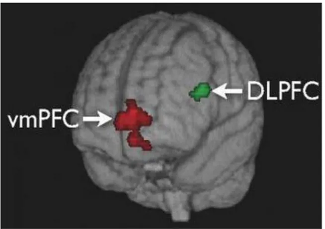 Figura 6. Struttura tridimensionale del cervello. La regione della corteccia prefrontale  ventromediale (vmPFC) è indicata in rosso e la regione della corteccia prefrontale  dorsolaterale (DLPFC) è indicata in verde