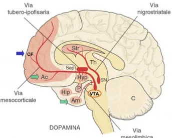 Figura 7. I quattro circuiti dopaminergici