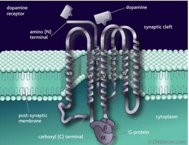 Figura 9. Struttura dei recettori dopaminergici. Recettori di membrana con 7 domini  transmembrana ad alfa-elica e accoppiati a proteine G