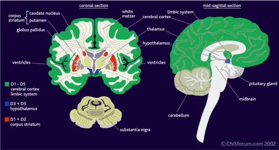 Figura 10. Distribuzione dei recettori dopaminergici D1–D5 nel cervello. I cinque tipi  di recettori sono ampiamente distribuiti sia nella corteccia cerebrale che nel sistema  limbico