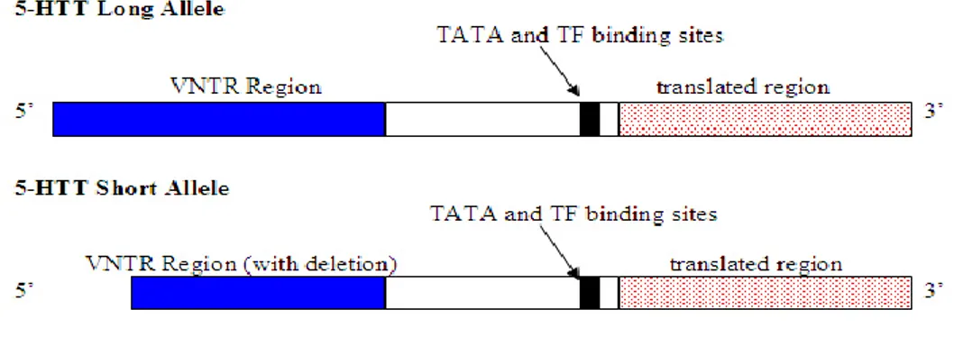 Figura 11. Varianti alleliche del gene SLC6A4 determinate dal polimorfismo  5HTTLPR. 