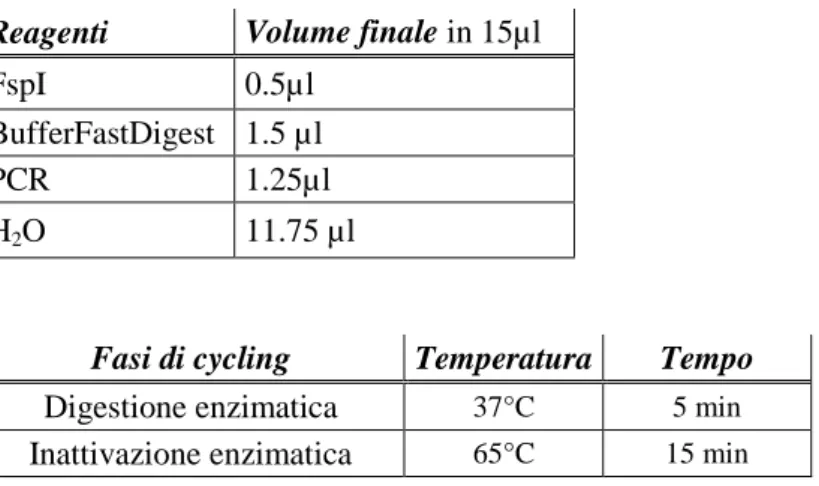 Figura 17. Sito di restrizione riconosciuto dall’enzima FastDigest FspI . In rosso la  base interessata dal polimorfismo