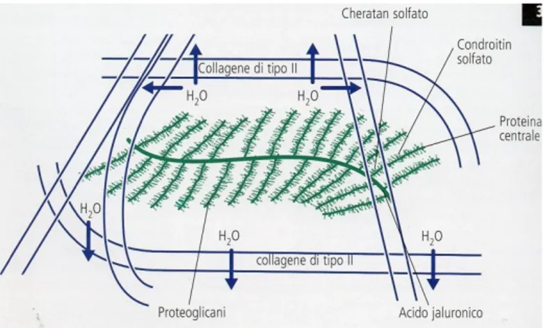 Figura 1: Interazione delle sostanze che costituiscono una cartilagine integra. Da Fox SM, Millis D 2011 