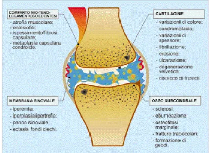 Figura 4: Alterazioni tissutali in corso di OA. Da Mortellaro CM, Miolo A 2003
