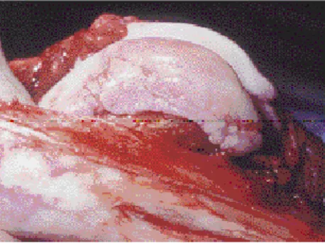 Figura 3: Ginocchio destro di cane affetto da OA secondaria a rottura del LCA. Da Mortellaro, Miolo 2003 