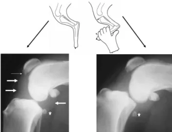 Figura 8: Proiezione normale (sinistra) e stressata (destra) del ginocchio del cane affetto da rottura del LCA