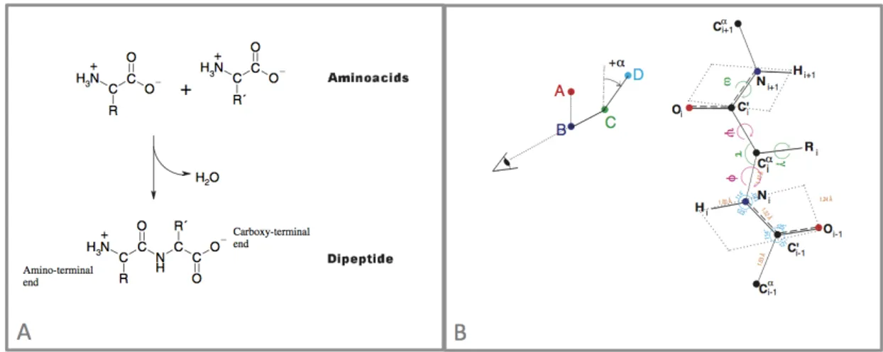 Figure 3: Panel A: dehydration reaction leading to the peptide bond. Panel B: Main angles and length defining a polypeptide chain