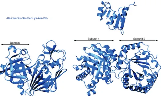 Figure 10: Hierarchical organization of a folded protein: primary sequence (top left); secondary structure, composed by helical, sheets and destructurated parts (top right); tertiary structure, divided into domains (bottom left); quaternary structure, with